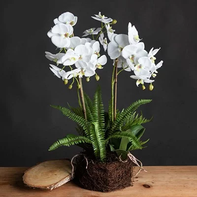 Orchids