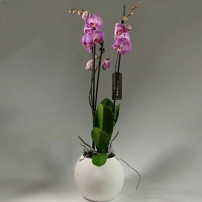Send orchids to Istanbul Turkey