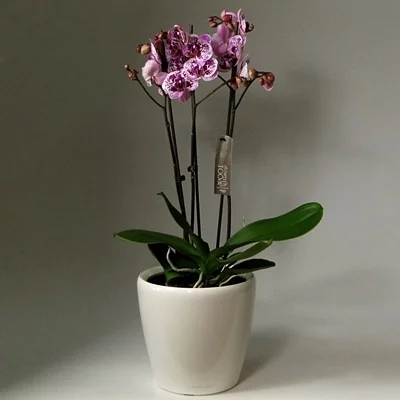 Send orchid arrangements to Istanbul
