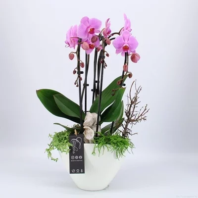 Orchid arrangements to Istanbul