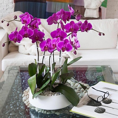 Orchid plants delivery to Istanbul