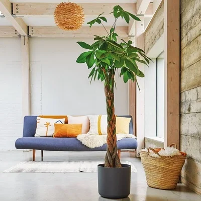 Plants delivery Istanbul