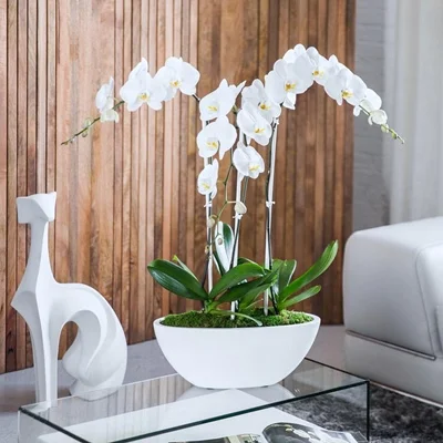 Orchids delivery in Antalya Turkey