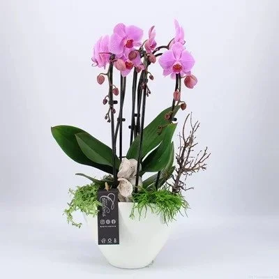 Orchid arrangements to Antalya