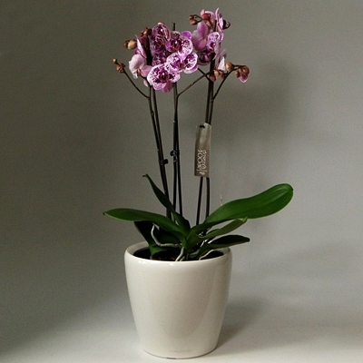 Send orchid arrangements to Antalya