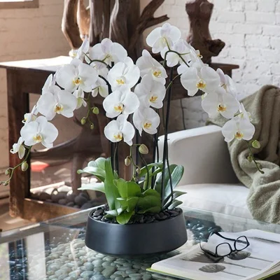 Orchids