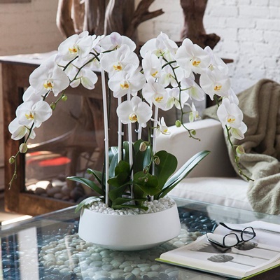 Orchid delivery Antalya