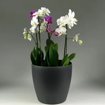 Orchid plant delivery in Antalya