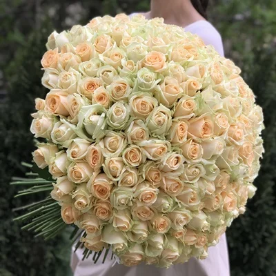 201 Peach Roses to Antalya