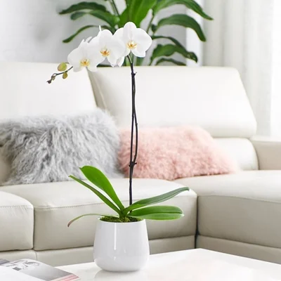 Orchid delivery to Bodrum