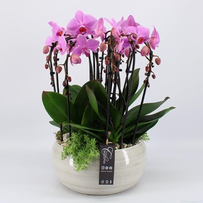 Orchid plant delivery to Bodrum