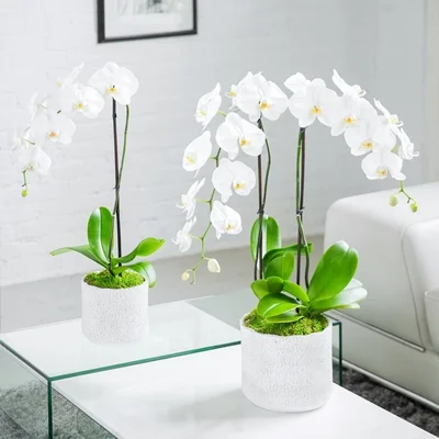 Orchids delivery in Bodrum