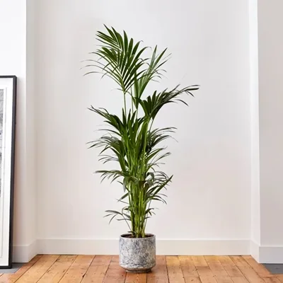 Luxury plants delivery in Istanbul